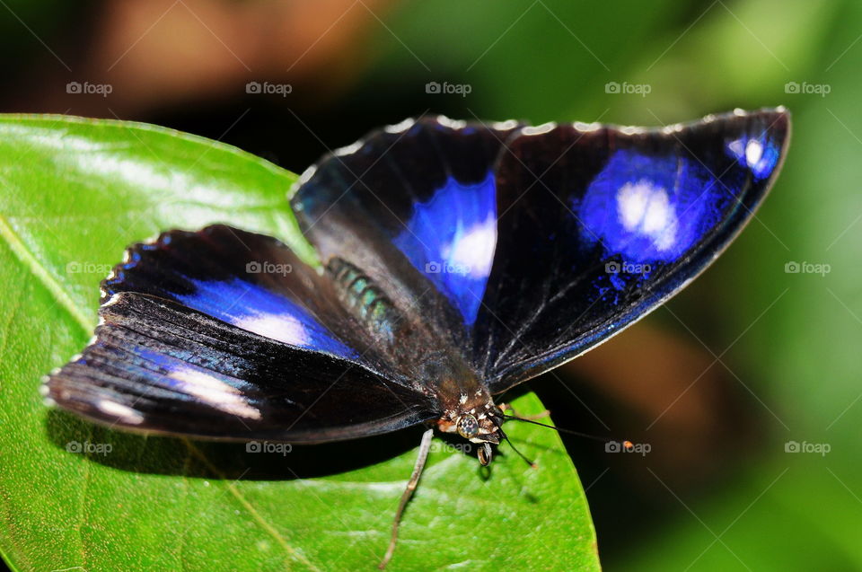 Varied Eggfly Butterfly.