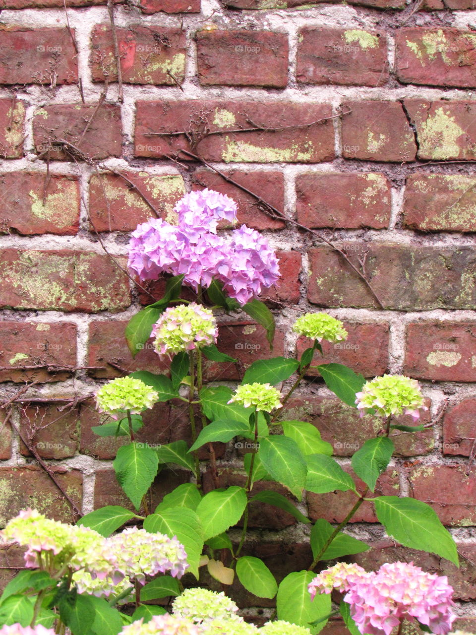 hydrangea