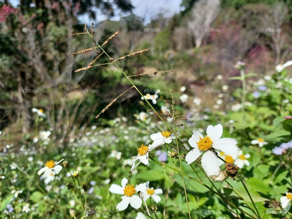 This is spring in Taiwan 10.