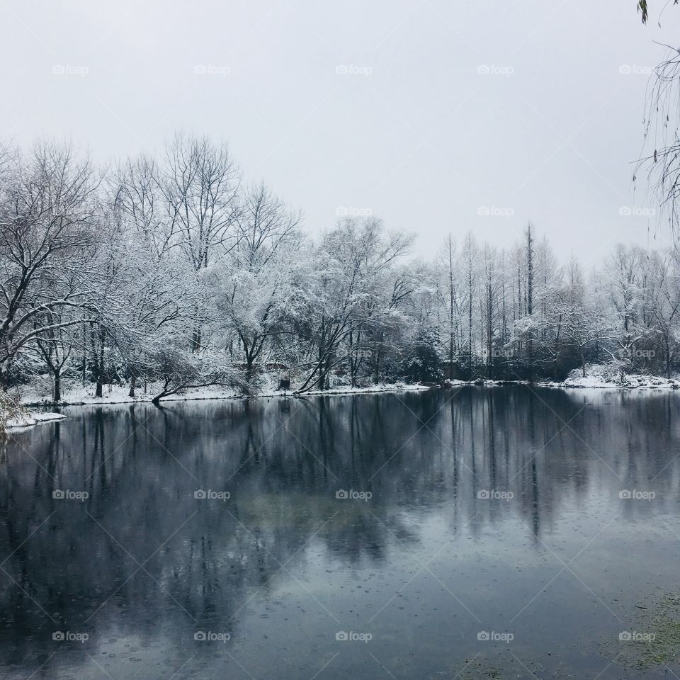 Landscape, Tree, Water, Winter, River