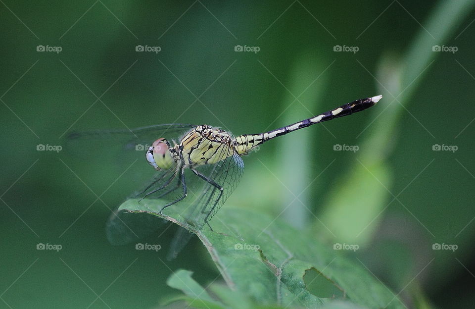 Chalky pencher. Ground skimmer specialist at the low ground. And that's green colouring shrike pattern head and thorax. White and black along the abdomen tail with the top white .