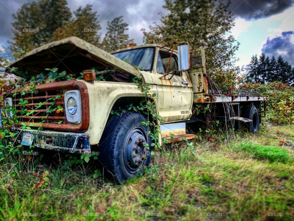 Abandoned beauty, new growth has taken over. 