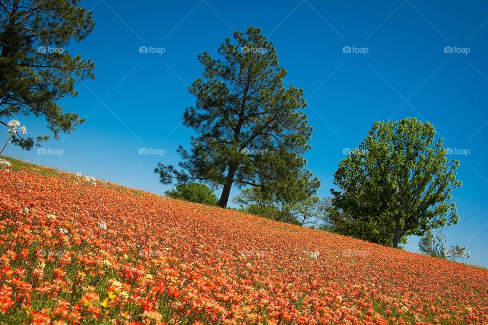 Texas Wildflowers