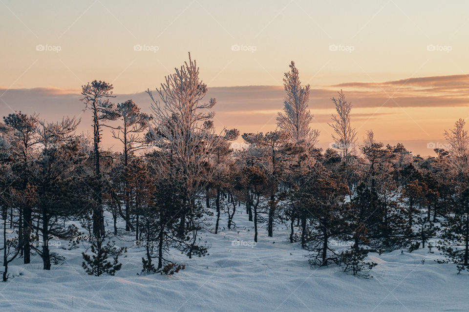 Winter landscape