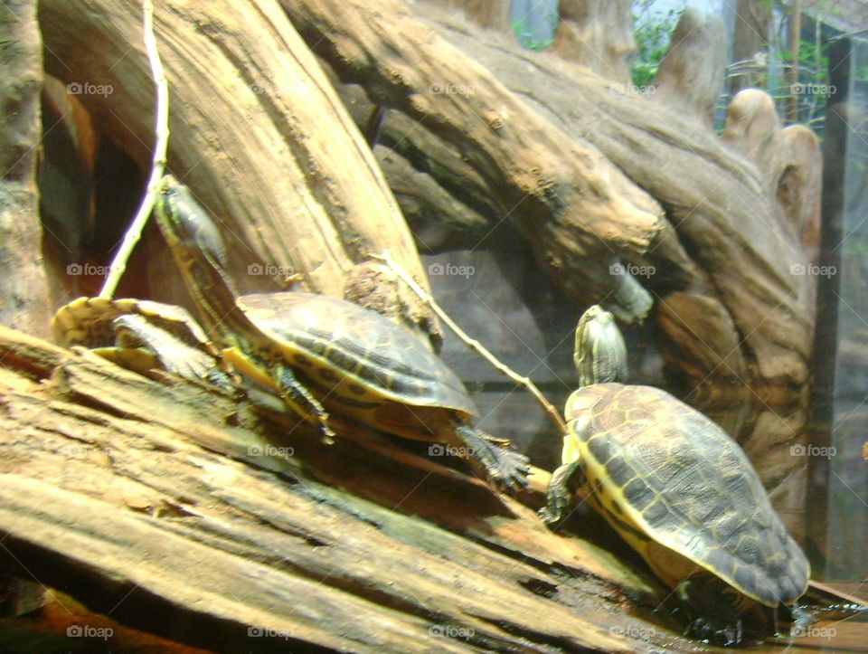 turtle habitat