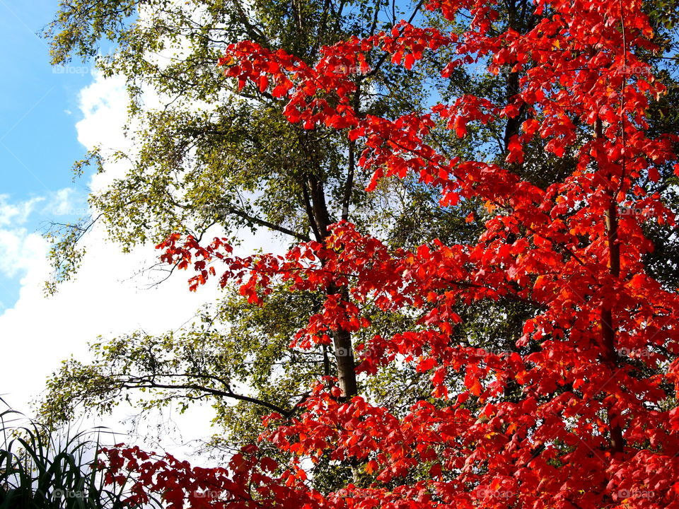 Leaf, Tree, Nature, Season, Branch