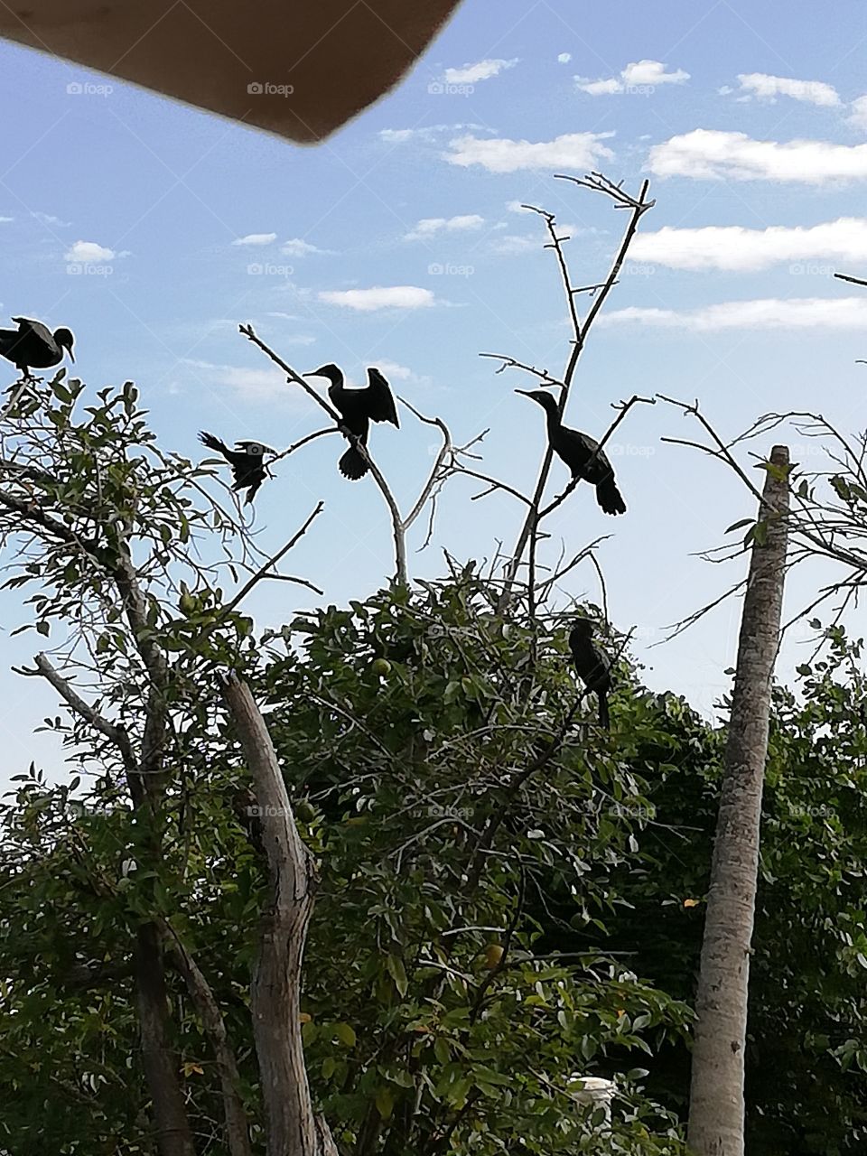 Amazing view of birds and nature