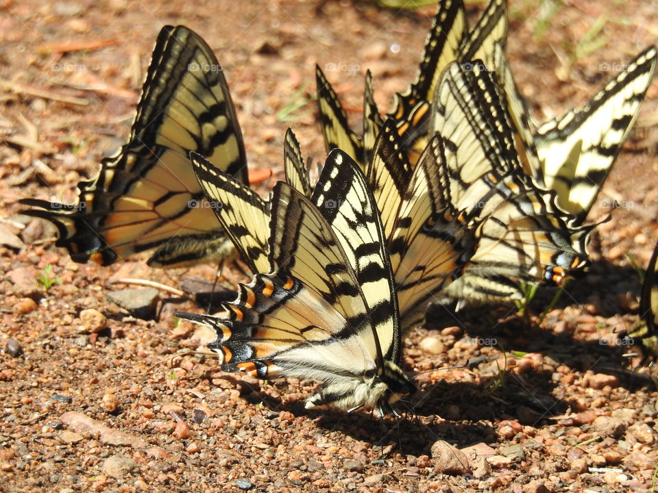 butterfly gathering