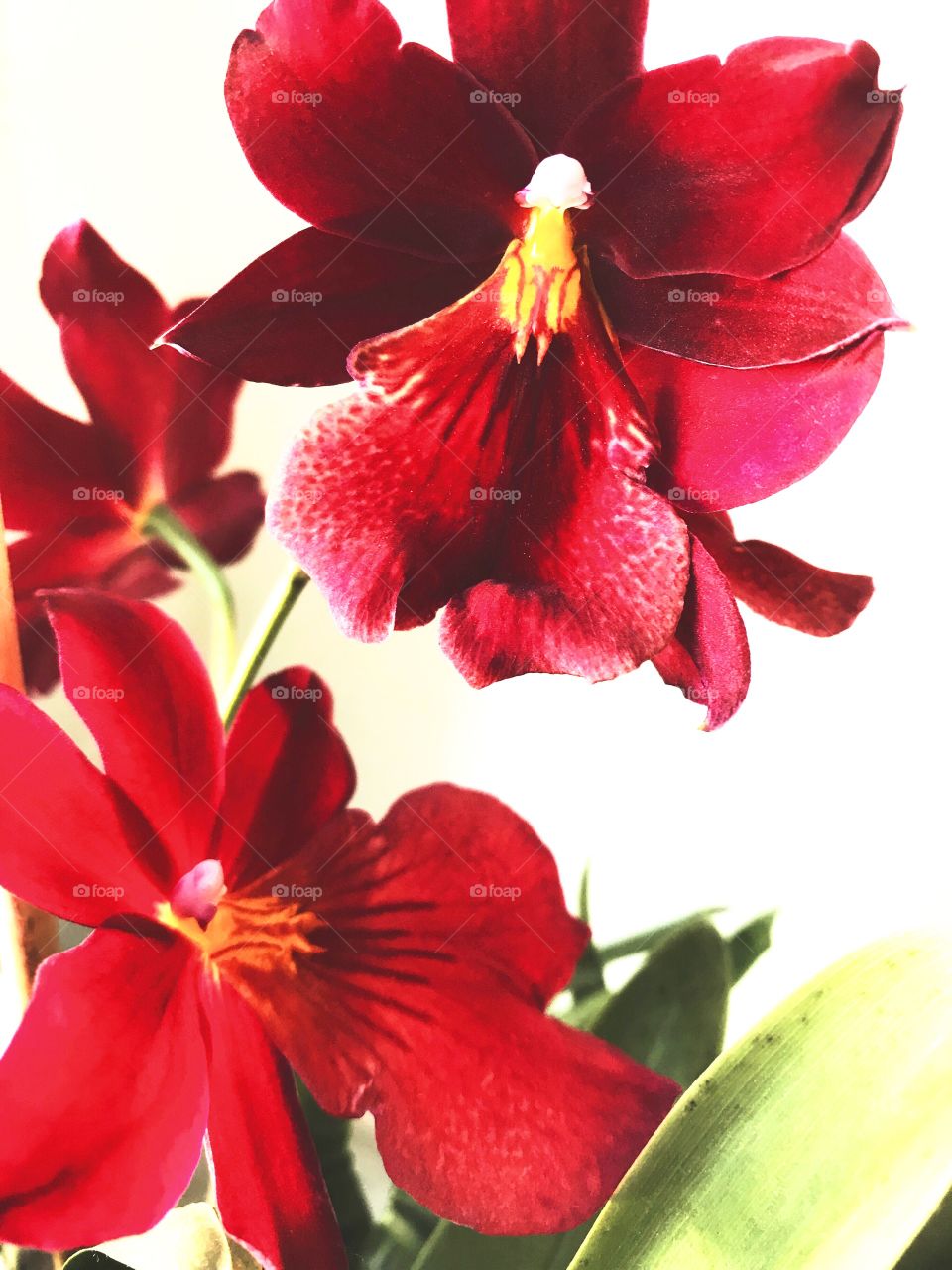 Blossom of red orchid, beautiful, indoor, close-up