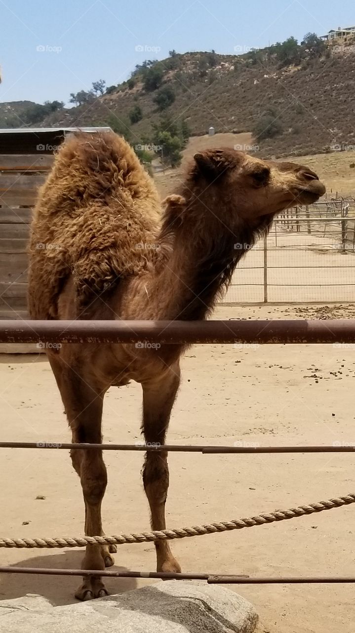 baby camel