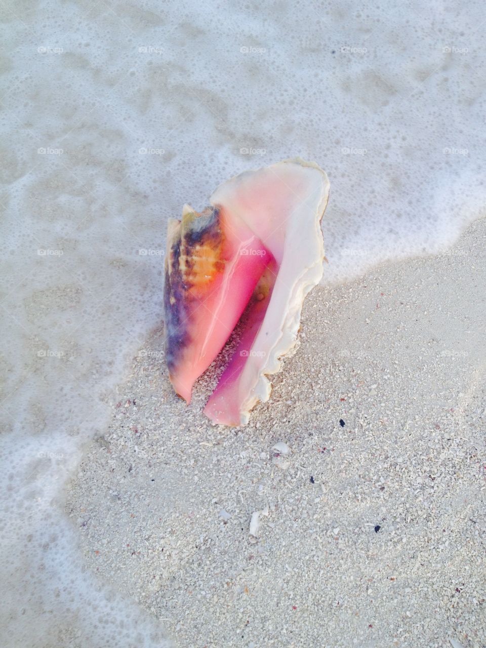 Conch in Paradise
