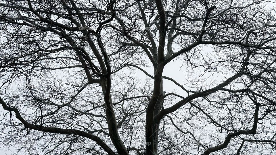 Black and white picture of a tree 