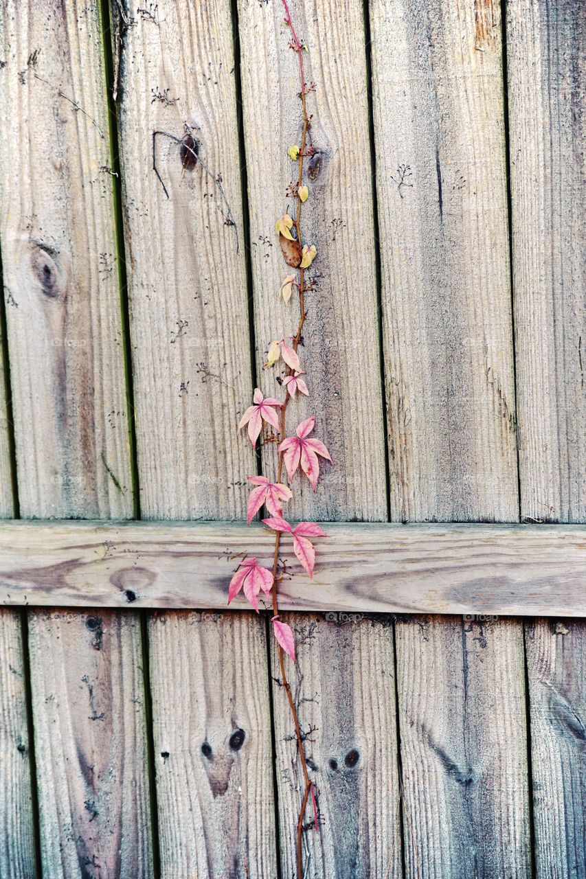 Pink creeper on wooden door