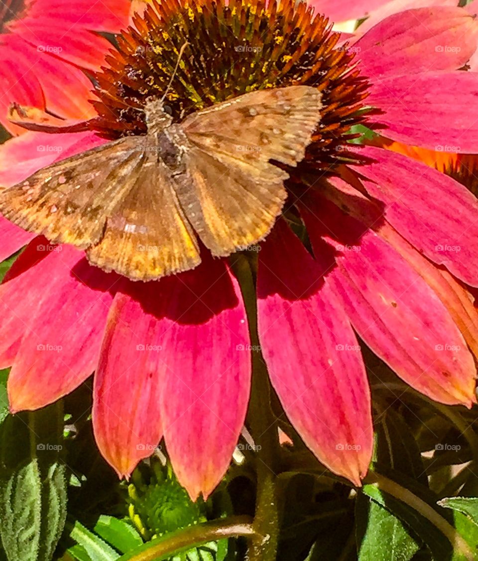 Butterfly Moth on a Flower