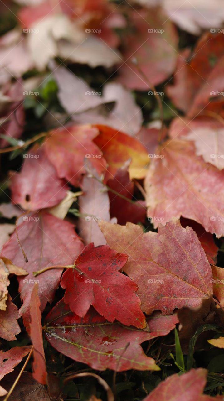 Colors of Autumn