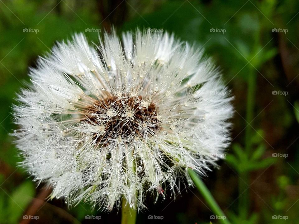 Dandelion close up