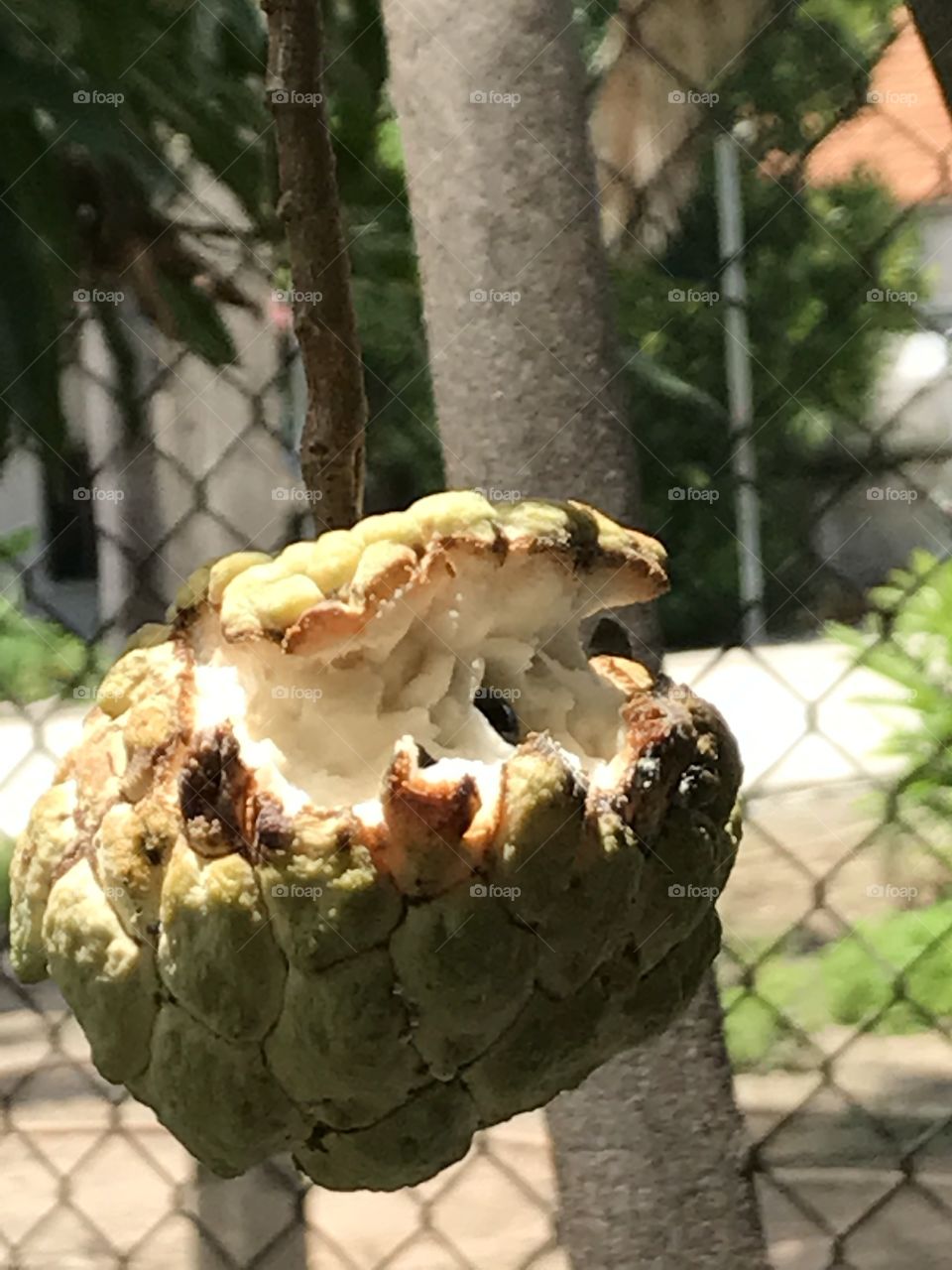Custard apple 
