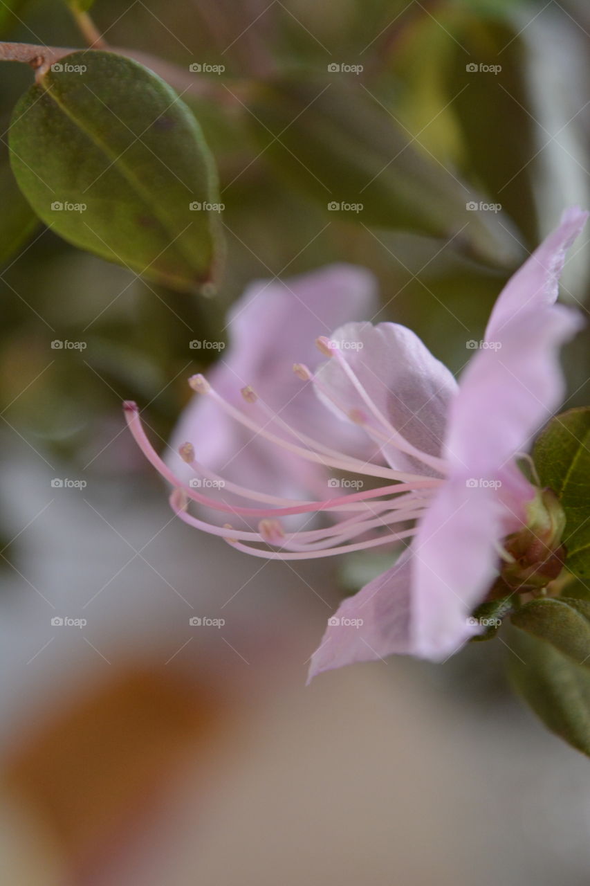 Flower, Nature, Leaf, Flora, No Person