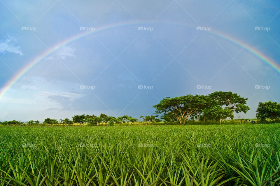 Rainbow over te pineapples