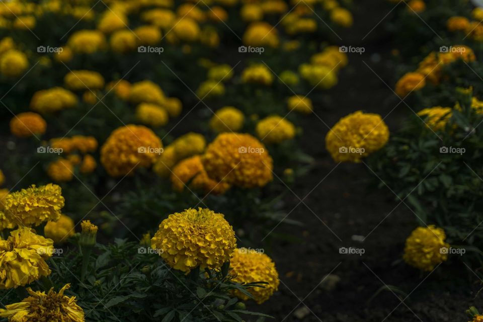 Marigold blooming on plant