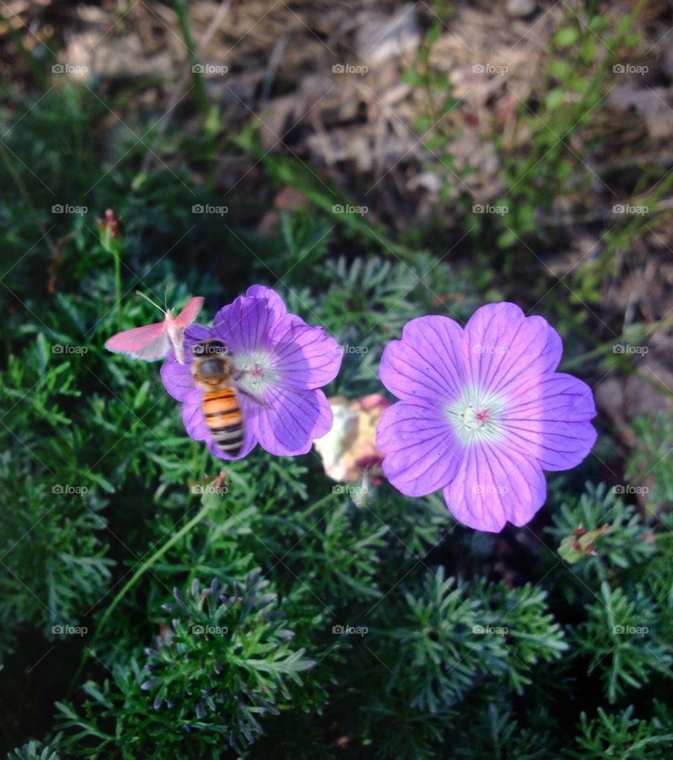 The flower, the bee and the butterfly. 