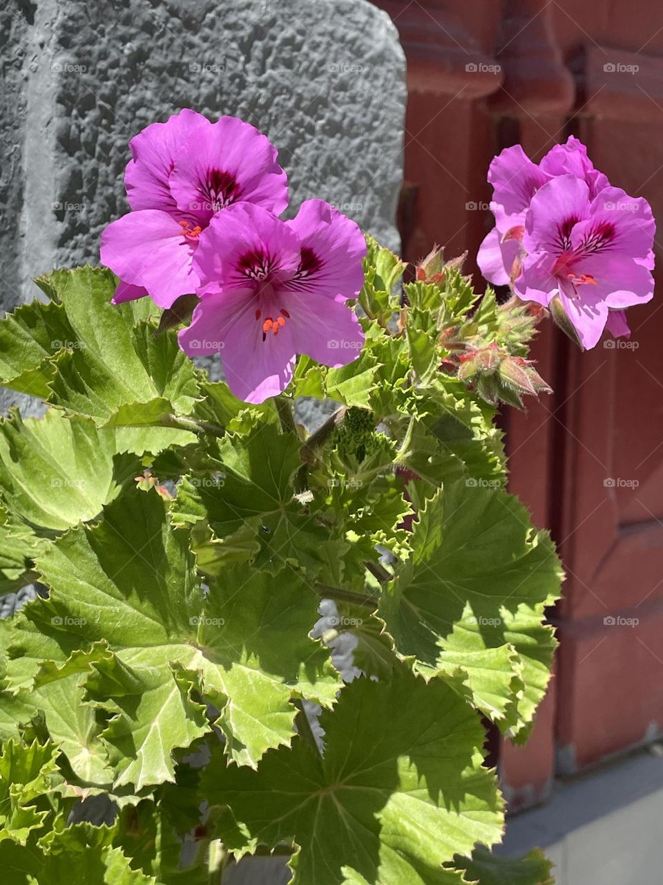 Flowers on the sidewalk