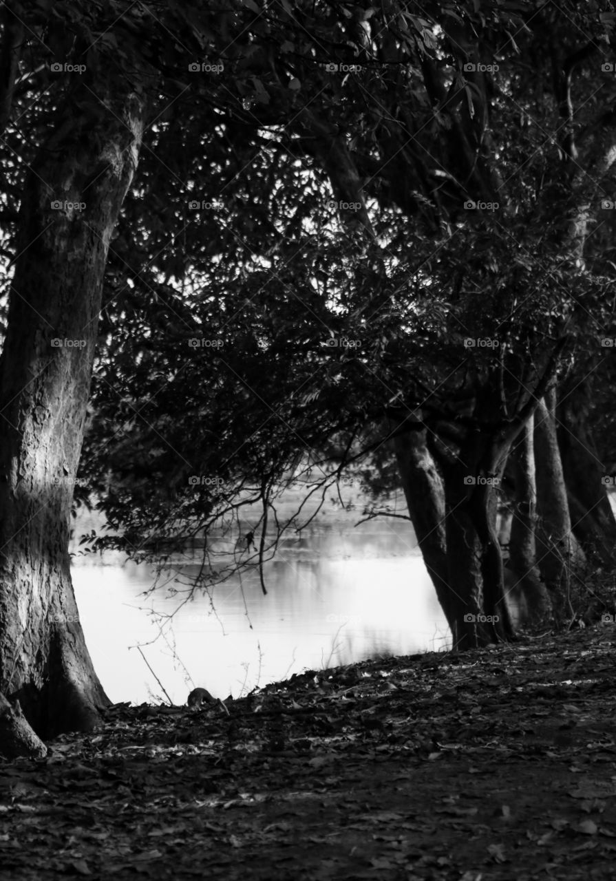 Inside the jungle
Took this pick on a trip to Keoladeo National Park in Bharatpur in India. This park is an UNESCO world heritage site and renowned for large number of migratory birds also who visit especially in winter season. The trees and the water of the marshy land was creating a very interesting scene and I took the same.
