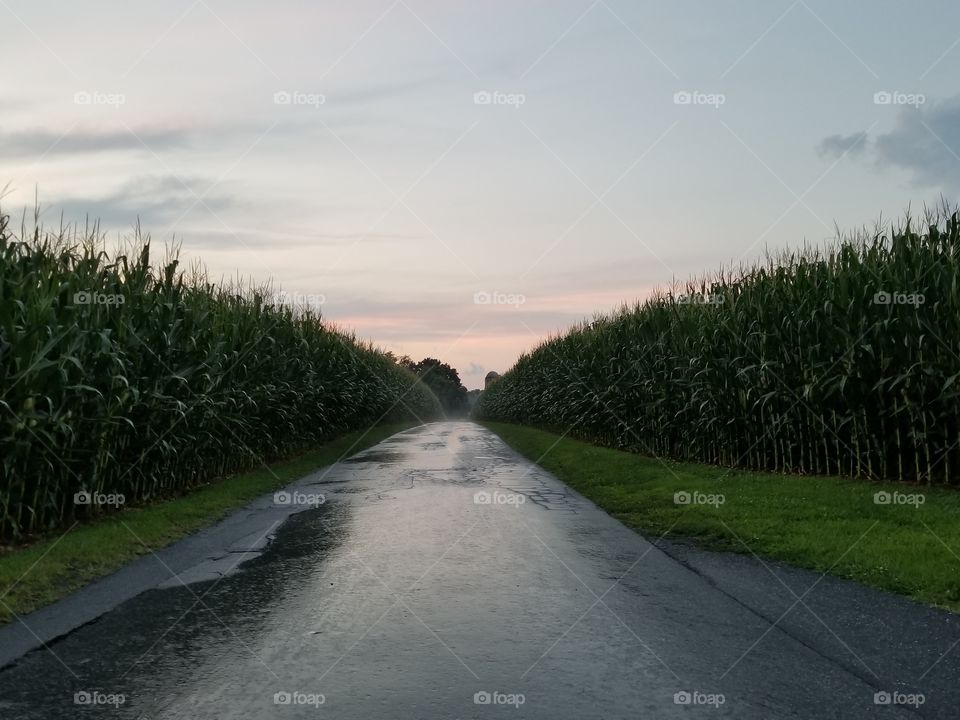 A stroll down a wet cornfield path!