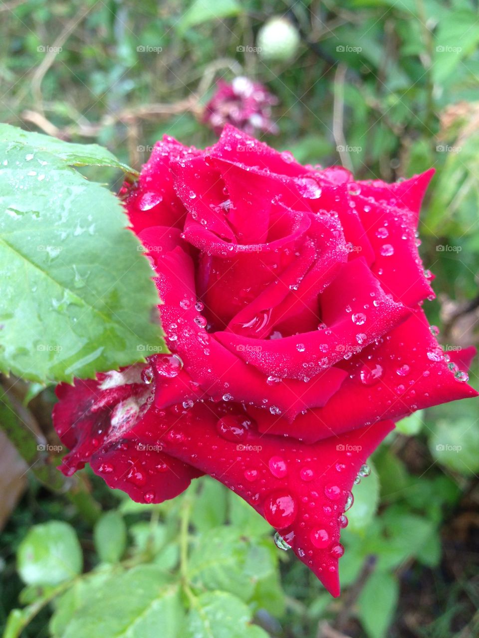 red rose 