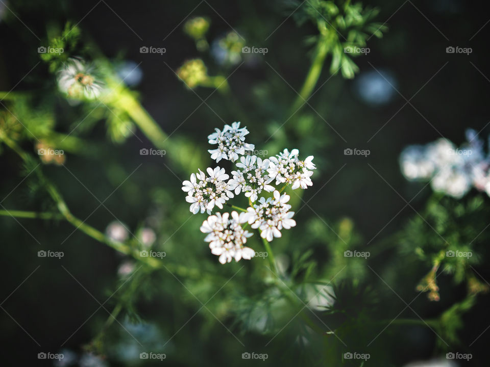 Coriander flowers 