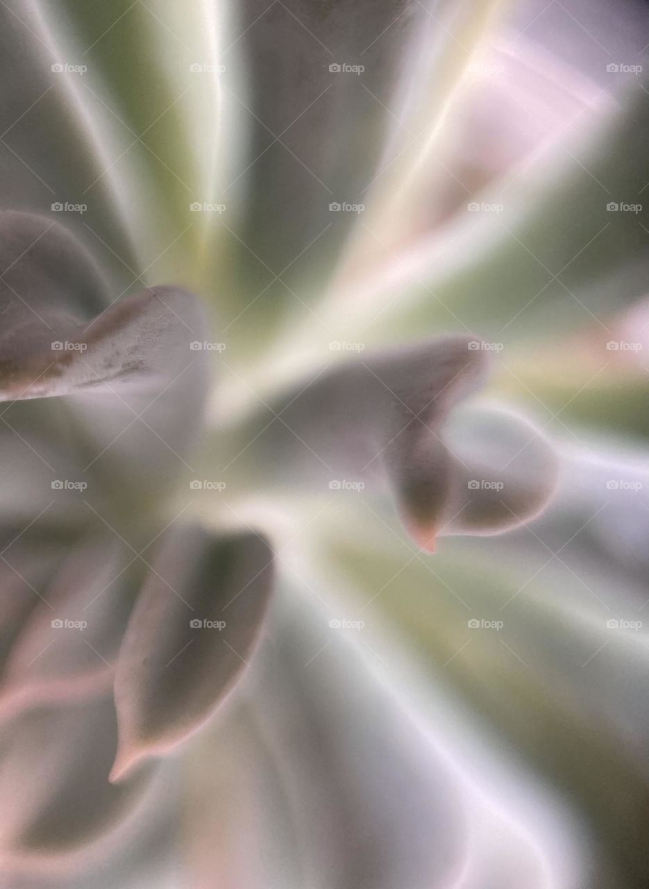 Natural backgrounds, succulent, Echeveria topsy turvy debbie 