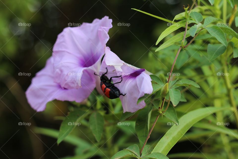 Bug eating flower.
A big red bug eating flower petals
