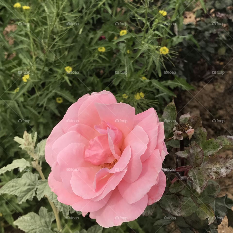 Single Pink Rose