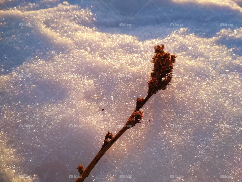 photo of snowy landskape at sunset. Snow reflects sunlight. Photo is in warm photos