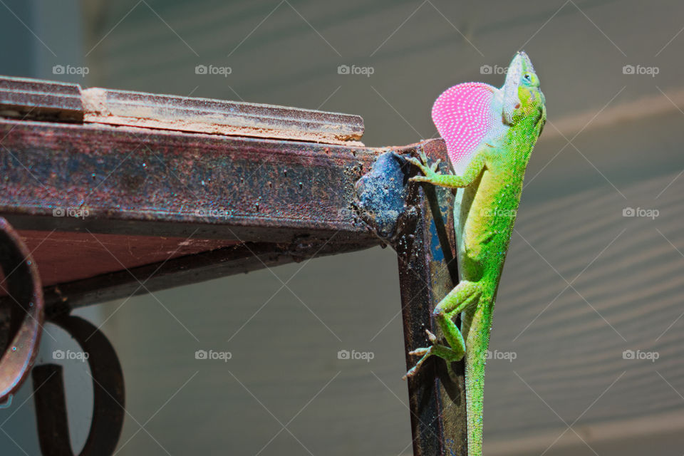 lizard looking for a girlfriend