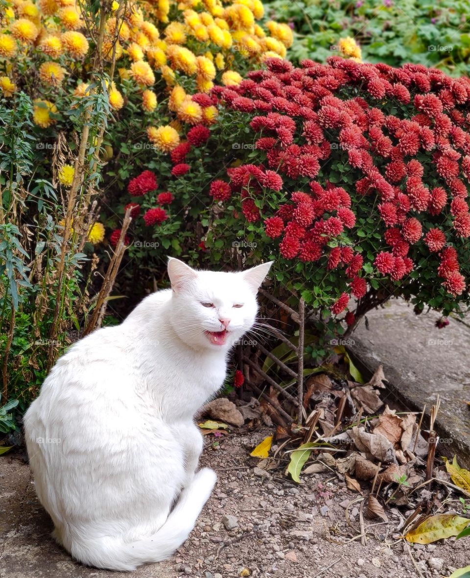 Mood of anger from the flower garden