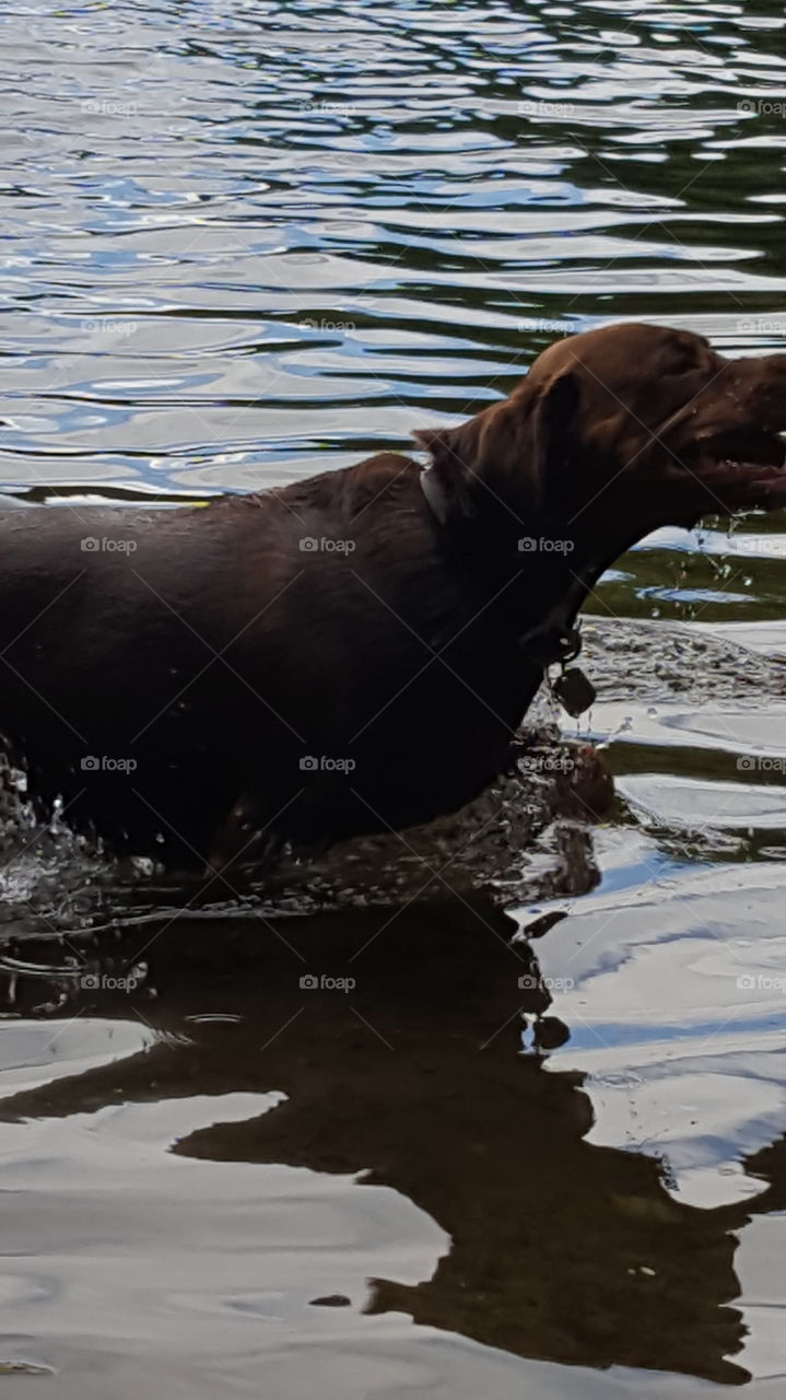 Happy wet swimming dog