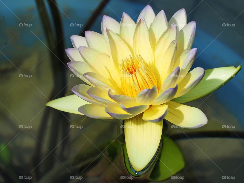 Waterlily