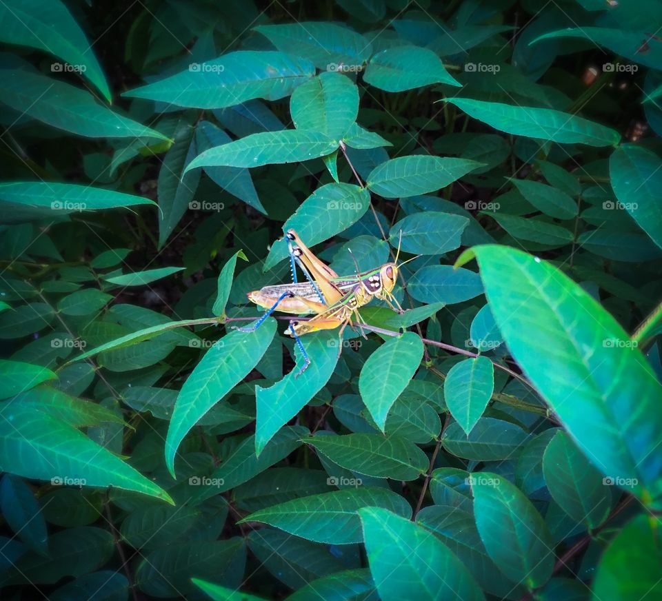 Two vibrant grasshoppers relax atop still leaves in quiet nature. 