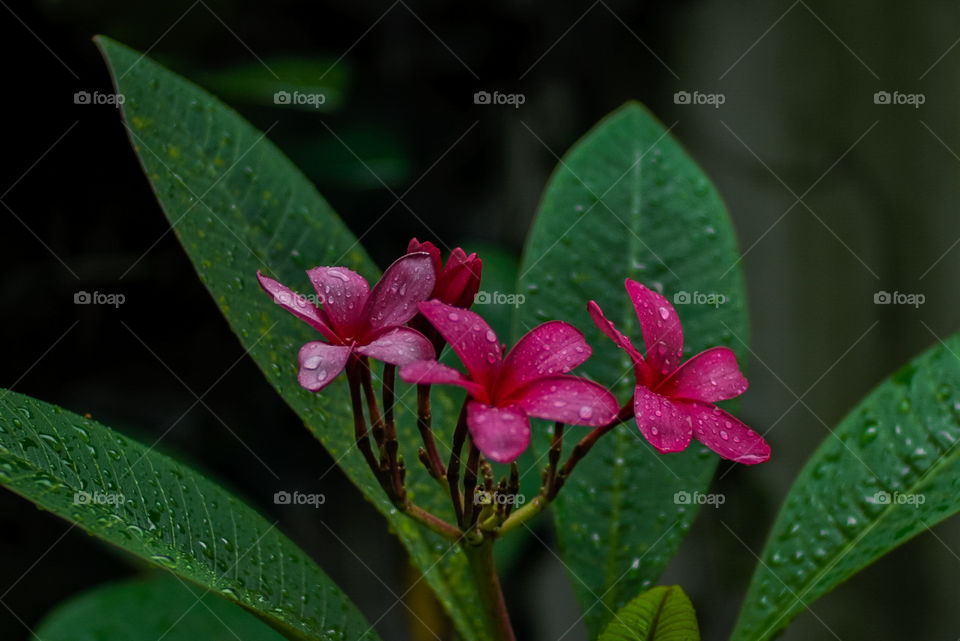 Red frangipani flower