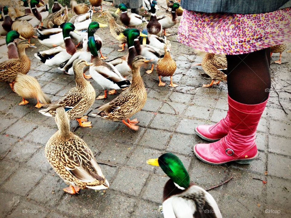 woman feeding ducks