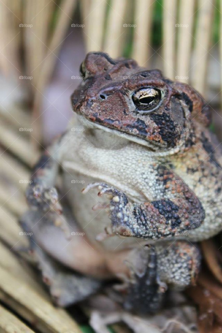 Content toad