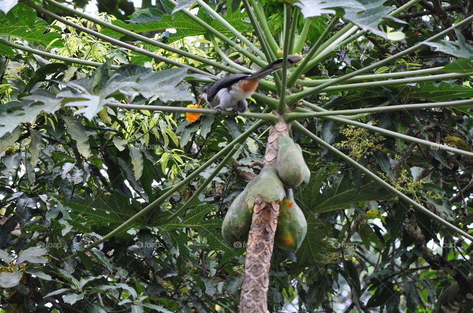 hornbill bird eating it papaya