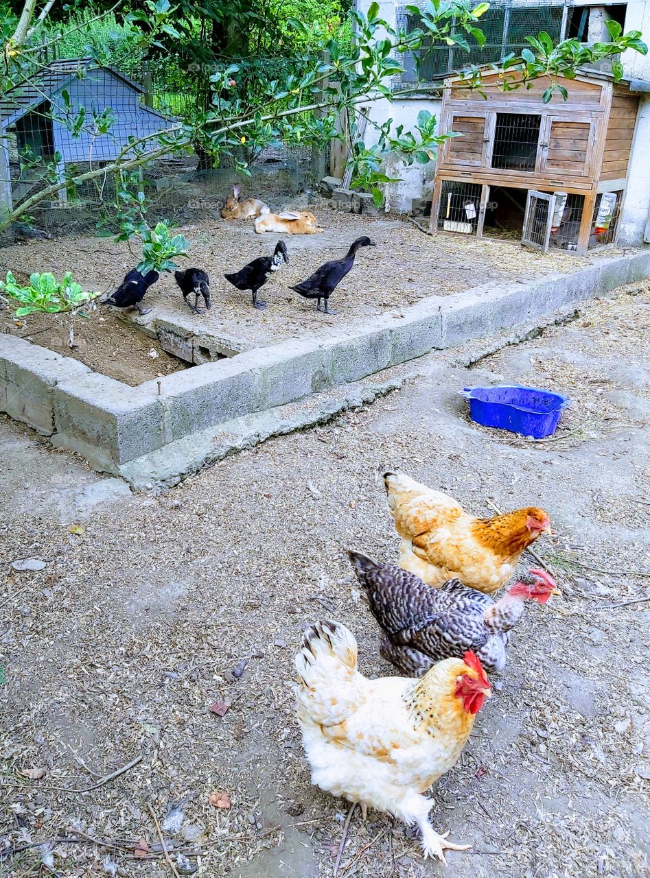 Chicken and duck on line