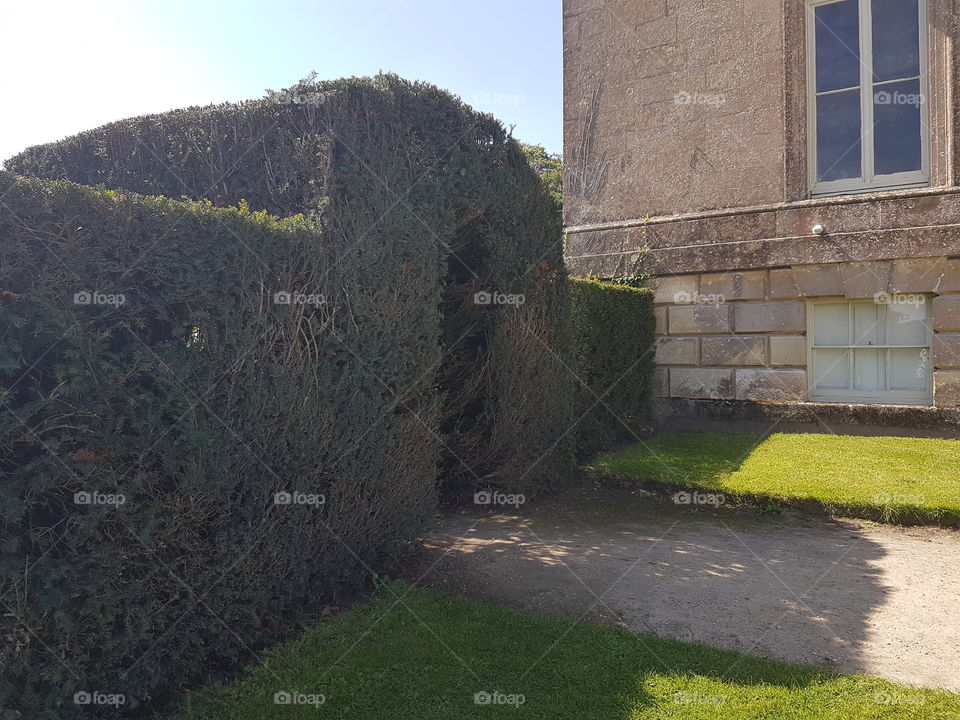 Hedge of doom? Or hedge of light? That's the question!