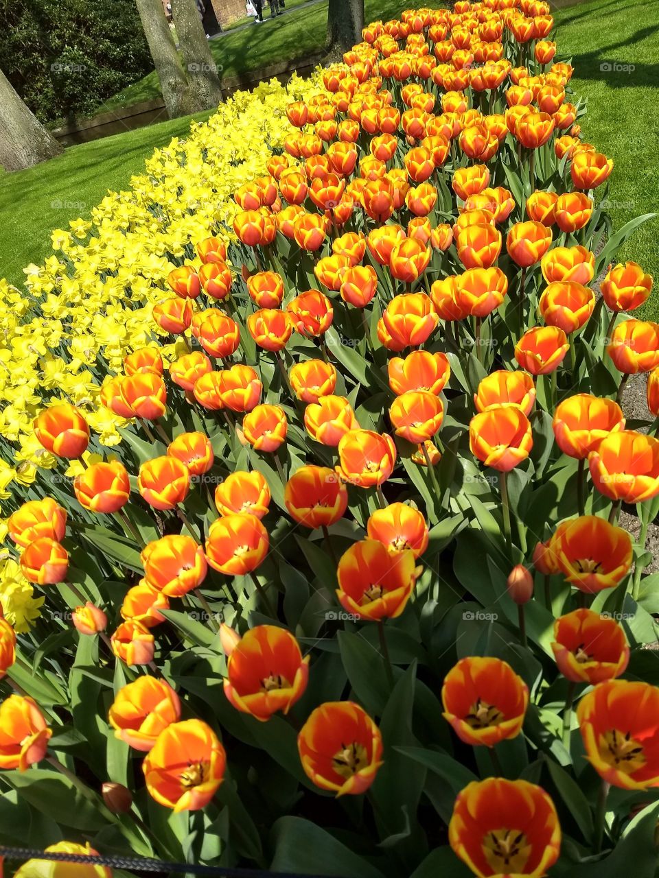 Keukenhof 🌷