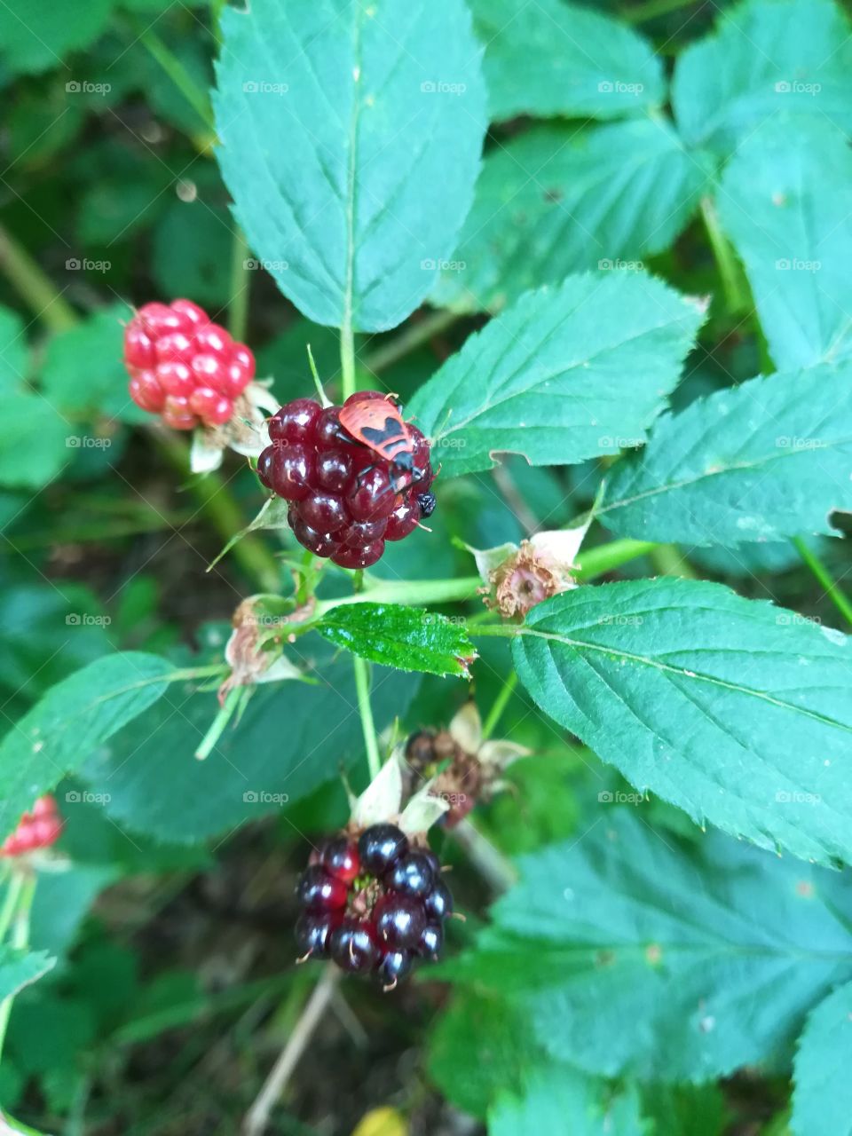 Blackberries with a twist