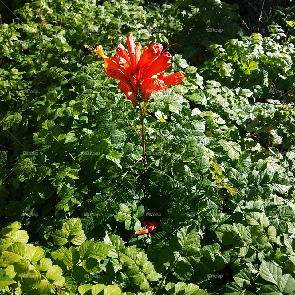 orange flower in green garden