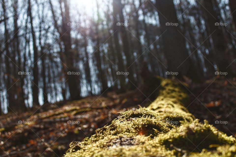 Shinrin Yoku, forest bathing, for a healthy lifestyle in the forest.