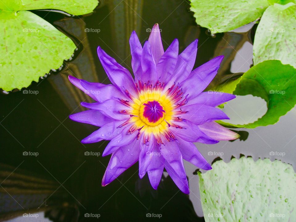 Nymphaea capensis/water lily 